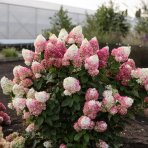 Hortenzia metlinatá (Hydrangea paniculata) ´LIVING COLOURFUL COCKTAIL´® by LIVING CREATIONS® - výška 20-30 cm, kont. C2L